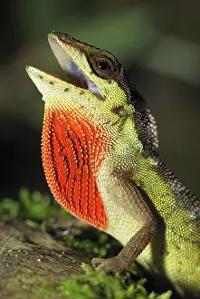 Dewlap: Anolis lizard
