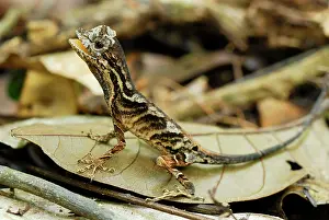 Nitens: Anolis Lizard