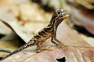 Nitens: Anolis Lizard