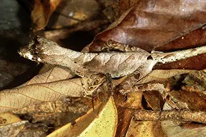 Nitens: Anolis Lizard
