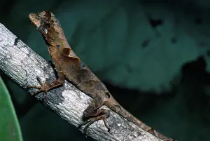 Anoles: Anolis Lizard, Ecuador