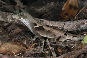 Anoles: Anolis Lizard, Ecuador