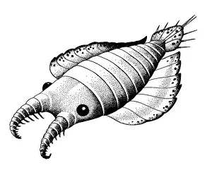 Primitive: Anomalocaris