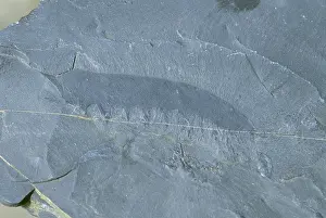 Burgess: Anomalocaris