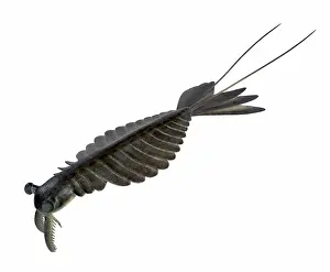 Reconstruction: Anomalocaris