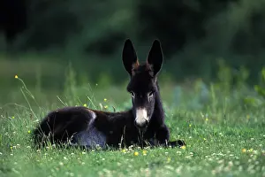 Asss: Anon Big Black Berry lying in a meadow Indre France