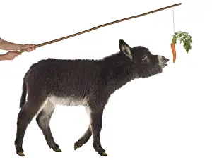 Piles: Anon black walking behind a carrot