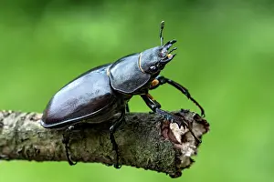Darkling: Anoplotrupes stercorosus (Anoplotrupes stercorosus)