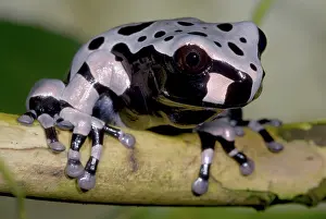 Spiney: Anotheca spinosa