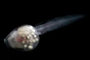 Spiney: Anotheca spinosa tadpole