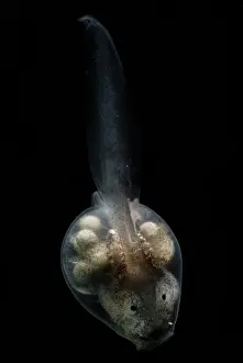 Spiney: Anotheca spinosa tadpole