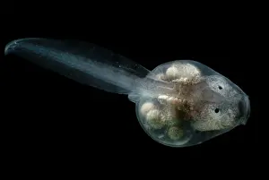 Spiney: Anotheca spinosa tadpole