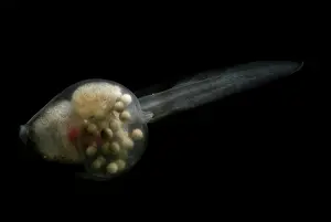 Spiney: Anotheca spinosa tadpole