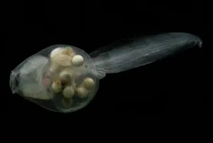 Spinosa: Anotheca spinosa tadpole