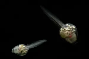 Spinosa: Anotheca spinosa tadpole