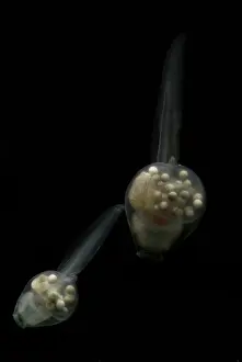 Spinosa: Anotheca spinosa tadpole