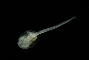 Spinosa: Anotheca spinosa tadpole