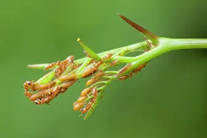Ferruginea: Ant Acacia