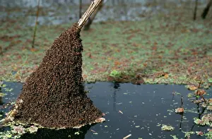 Pampa: Ant - anthill colony above pampas flood