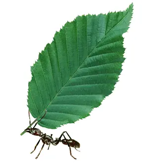 Cutter: Ant - carrying leaf