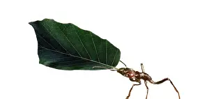 Cutter: Ant - carrying leaf