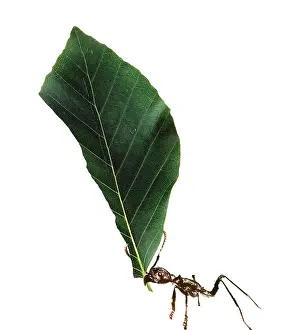 Cutter: Ant - carrying leaf