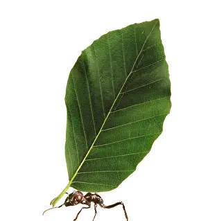 Cutter: Ant - carrying leaf