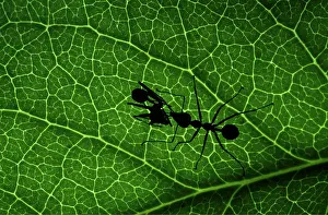 Ants: ANT carrying second Ant