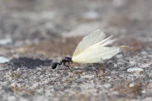 Husk: Ant - carrying a Wheat Husk - summer