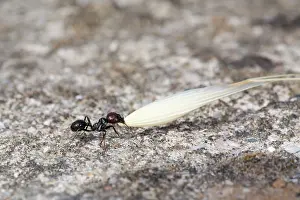 Husk: Ant - carrying a Wheat Husk - summer