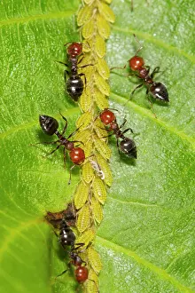 Worker: Ant (Crematogaster scutellaris) adult workers, tending