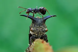Aculeata: Ant (Dolichoderus sp) climbing on top of horned