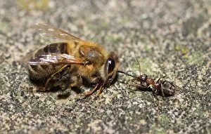 Mellifica: Ant drawing a dead bee (Apis mellifera), Regional