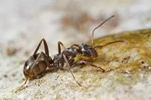 Worker: Ant (Formica cunicularia) adult worker drinking