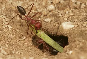 Lair: Ant of the genus Cataglyphis in the subfamily Formicinae