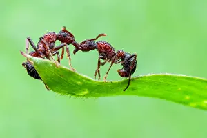 Aculeata: One ant helping another ant (Gnamptogenys bicolor)