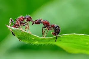 Aculeata: One ant helping another ant (Gnamptogenys bicolor)