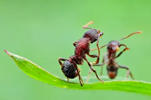 Aculeata: One ant helping another ant (Gnamptogenys bicolor)