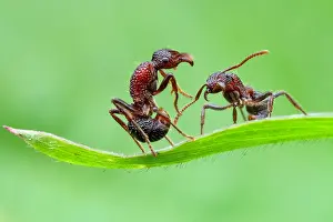 Aculeata: One ant helping another ant (Gnamptogenys bicolor)