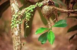 Epiphytic: Ant-house plant (Myrmecodia beccarii), young plant