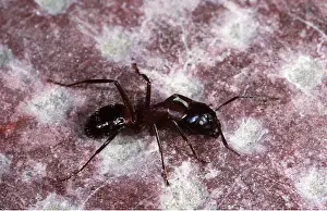 Sizes: ANT - One of the largest European Ants