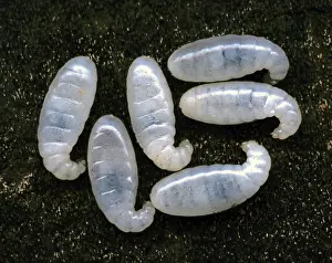 Instar: Ant Larvae