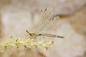Antlion: Ant Lion - adult