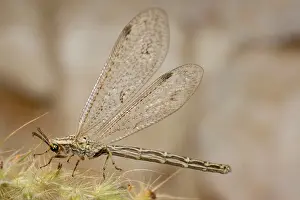 Antlion: Ant Lion - adult