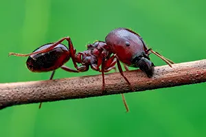 Soldier: Ant major (Carebara diversa)