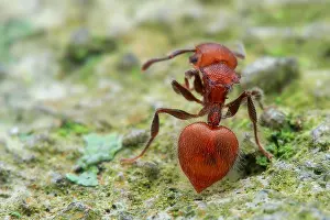 Aculeata: Ant (Meranoplus castaneus)