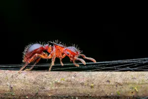 Crawling: An ant (Meranoplus sp.) carefully crawling through