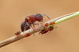 Tending: Ant (Meranoplus sp.) tending aphids (Aphidoidea)