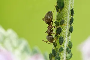 Nurse: Ant milking aphid