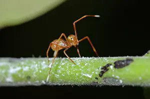 January: Ant-mimic Crab Spider